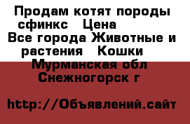 Продам котят породы сфинкс › Цена ­ 4 000 - Все города Животные и растения » Кошки   . Мурманская обл.,Снежногорск г.